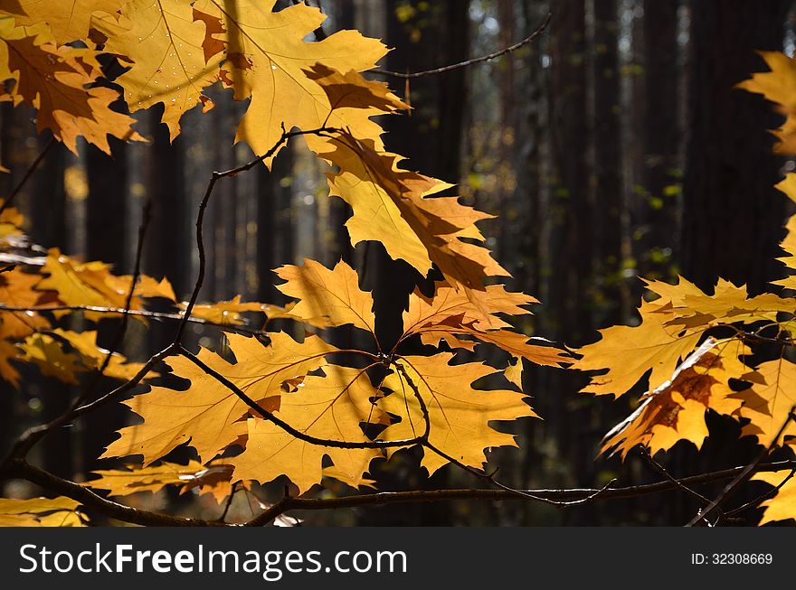 Yellow or brown leaves are flooded with sunlight on the blurred background of the dark autumn forest. Yellow or brown leaves are flooded with sunlight on the blurred background of the dark autumn forest.
