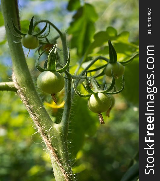 Bunch of green tomatoes growing in a greenhouse. Bunch of green tomatoes growing in a greenhouse