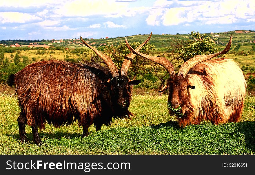 Two goats eating grass together. Two goats eating grass together