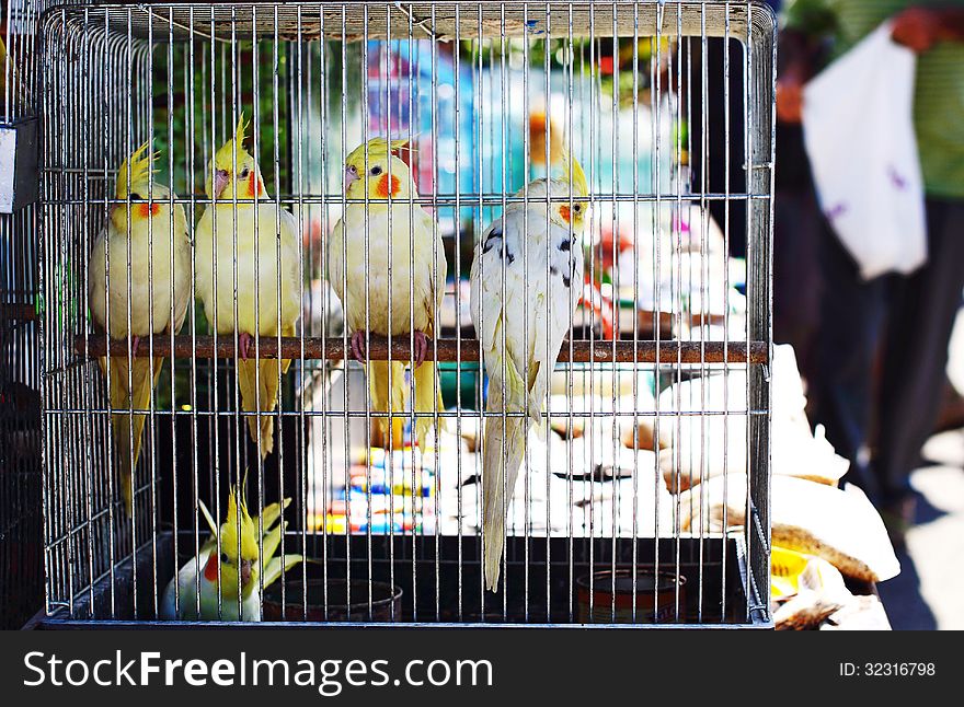 Caged parrots in animal market