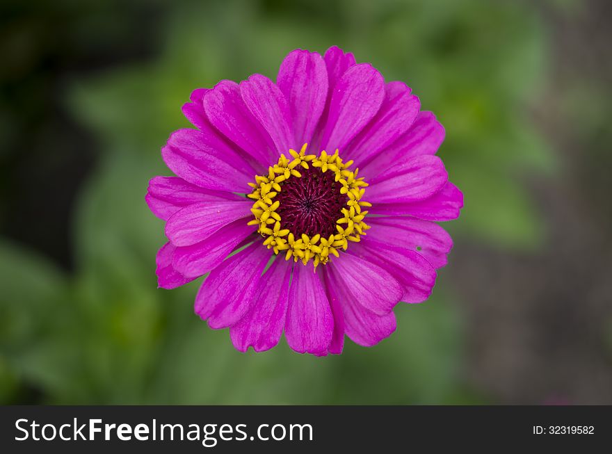 Pink-and-yellow gerbera