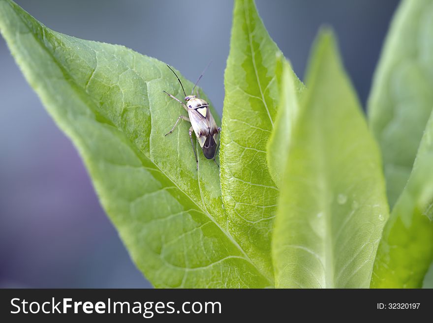 Bug Lygus Pratensis.