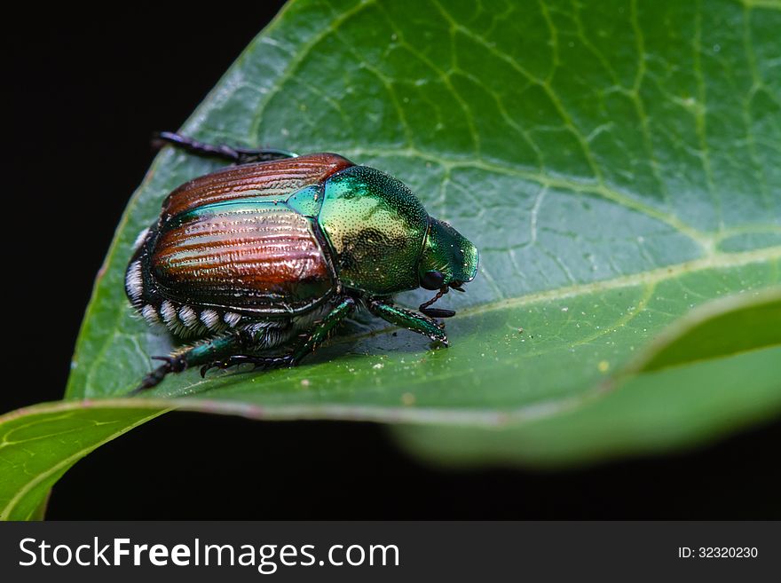 Mature Japanese Beetle on green leaf. Mature Japanese Beetle on green leaf