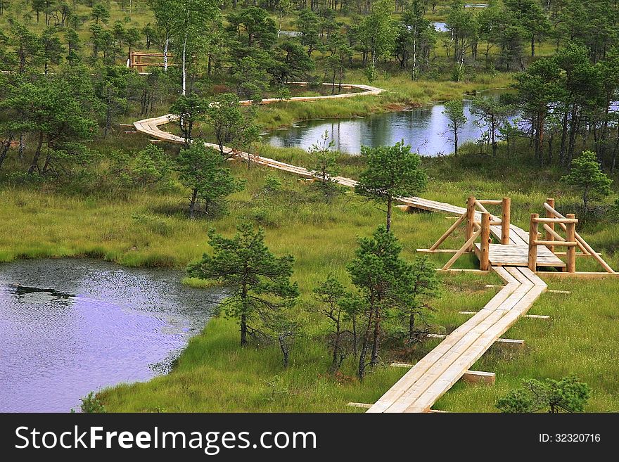 Green swamp between the blue lakes. Green swamp between the blue lakes