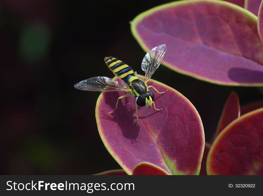 Striped black and yellow fly sitting on the purple leaf macro photo