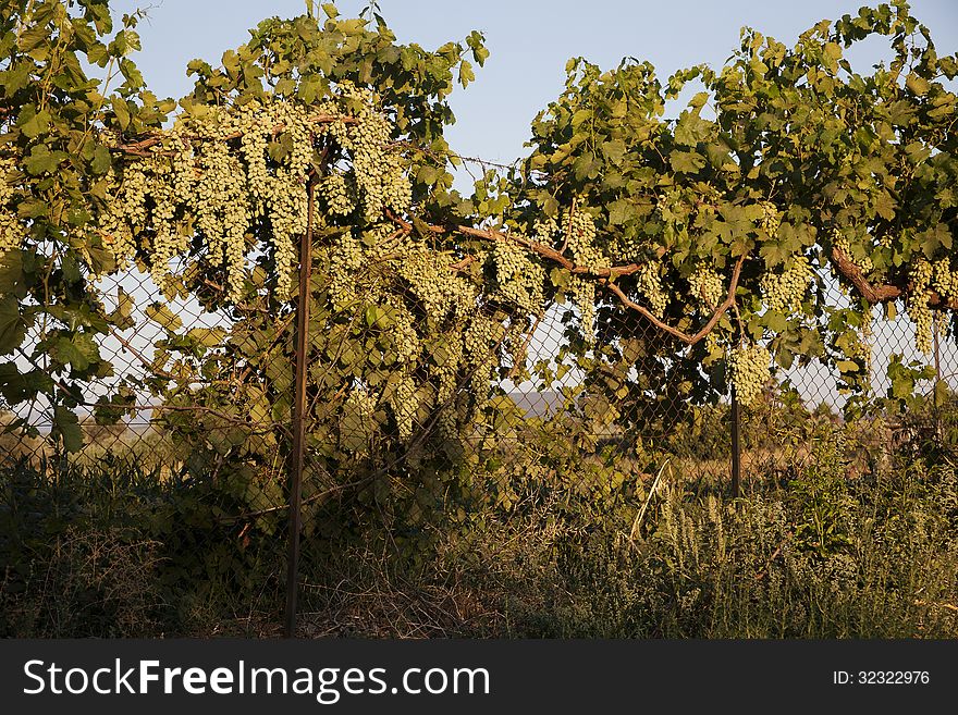 Grapes on a fence