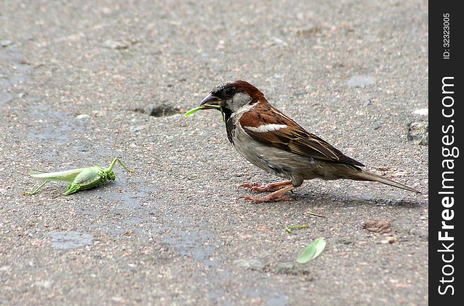 The House Sparrow Is Eating Big Green Grasshopper