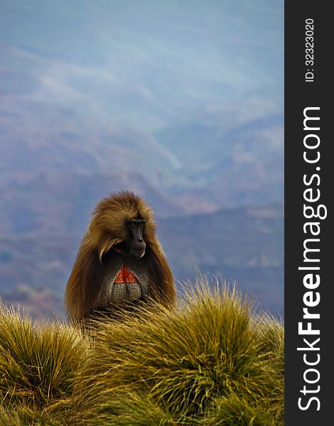 Gelada baboons, endemic species from Semien Mountains, Ethiopia