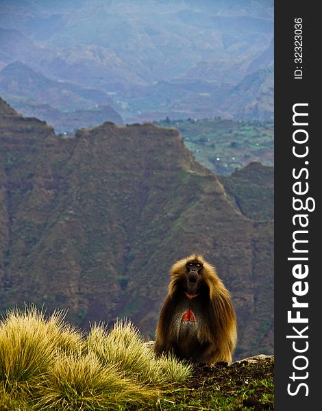 Gelada baboons, endemic species from Semien Mountains, Ethiopia