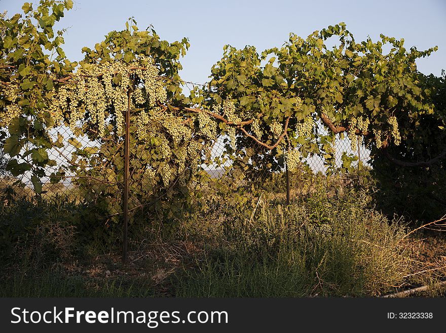 Grapes on a fence under the afternoon sun