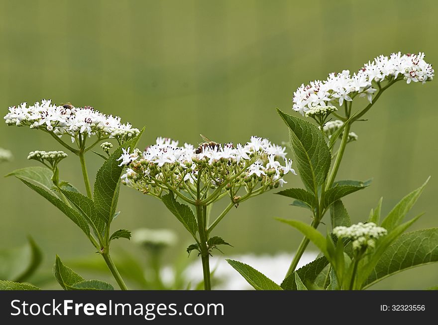 Flower of sambucus