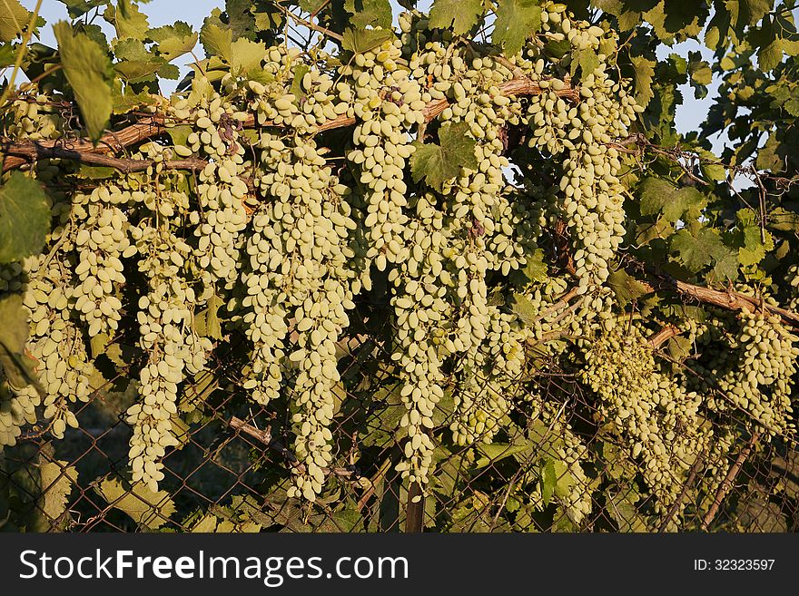 Grapes on a fence under the afternoon sun