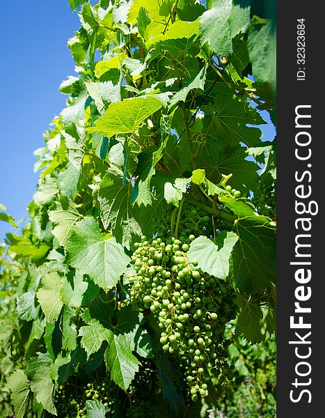 Clusters of young Malbec grapes in the summer before maturing for harvest.