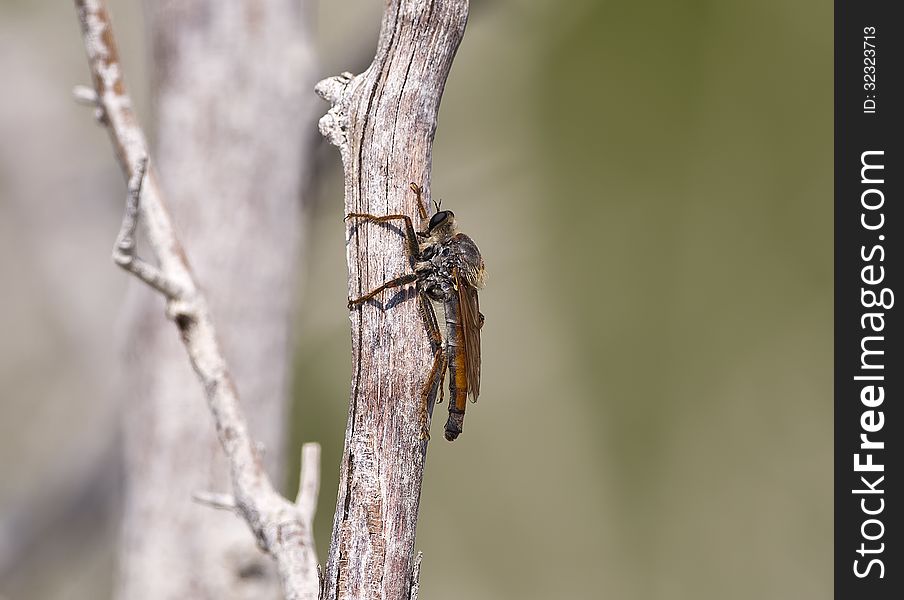 Killer Fly &x28;Laphria Marginata&x29