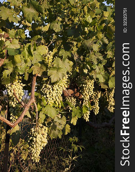 Grapes on a fence under the afternoon sun