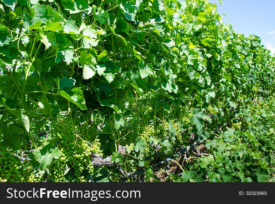 Clusters of young green Pinot gris grapes in the summer before maturing for harvest. Clusters of young green Pinot gris grapes in the summer before maturing for harvest.