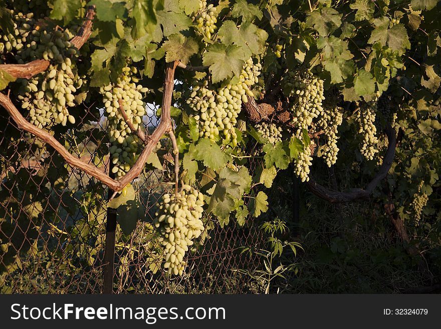 Grapes on a fence under the afternoon sun