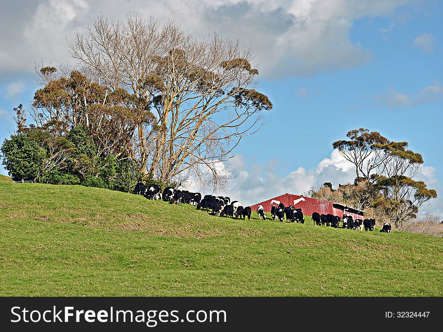 Herd of cattle grazing on grass hill in front of red farm shed. Herd of cattle grazing on grass hill in front of red farm shed
