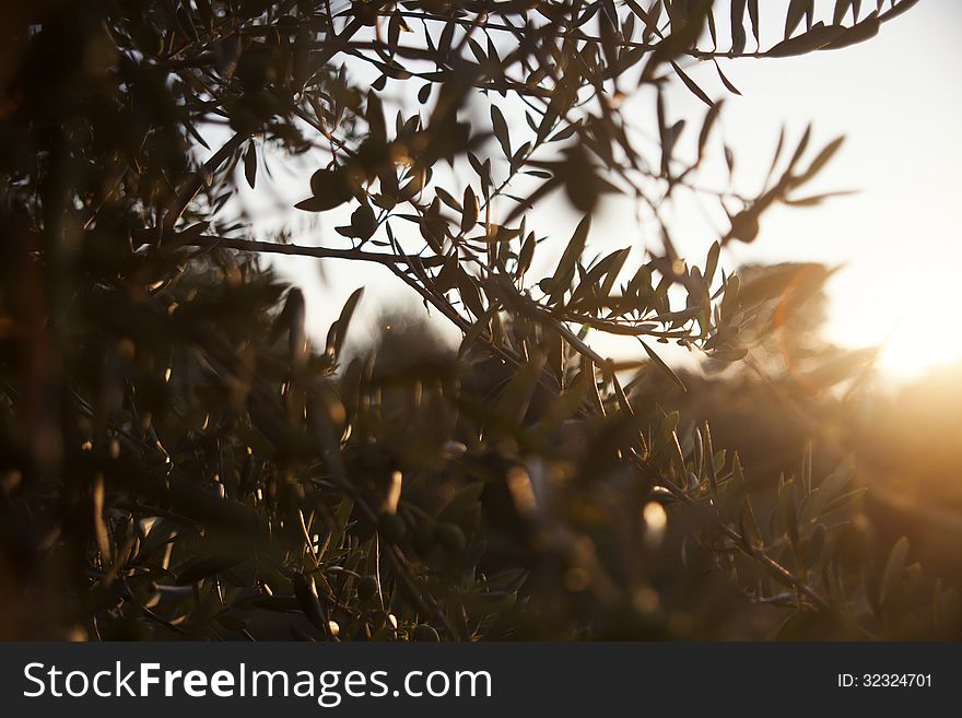 A closeup of an olive tree under the afternoon summer sun. A closeup of an olive tree under the afternoon summer sun