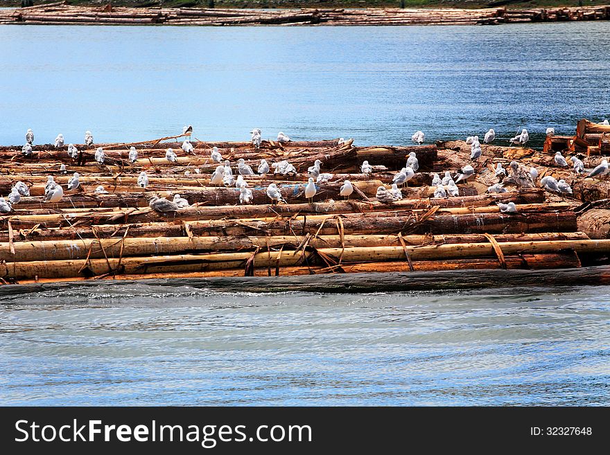 A group of various water fowl resting or standing cleaning themselves on logs that have been lashed together in the water in Puget Sound Washington. A group of various water fowl resting or standing cleaning themselves on logs that have been lashed together in the water in Puget Sound Washington.