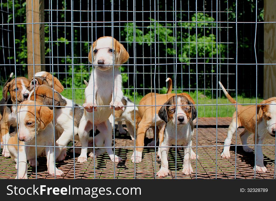 Litter of Deer Hound Puppies in a pen, enjoying the attention
