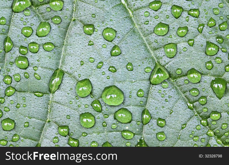 Close up view of green leaf with water drops. Abstract background.