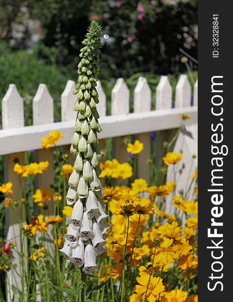 White and purple foxglove against a white picket fence. White and purple foxglove against a white picket fence