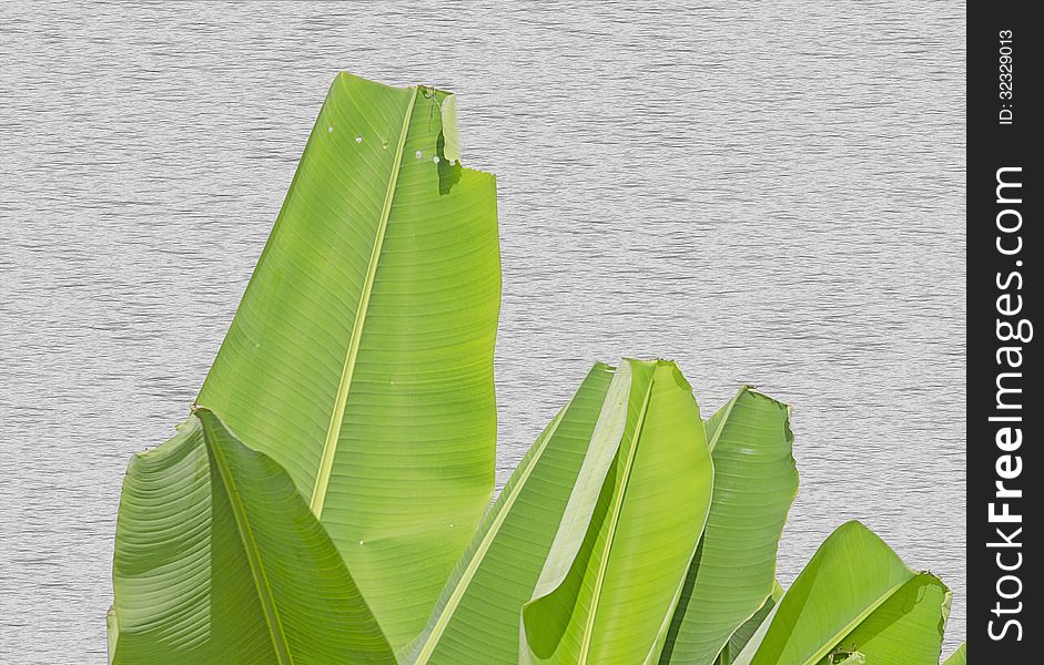 The Bright Banana Leaf on Wooden Wall Background