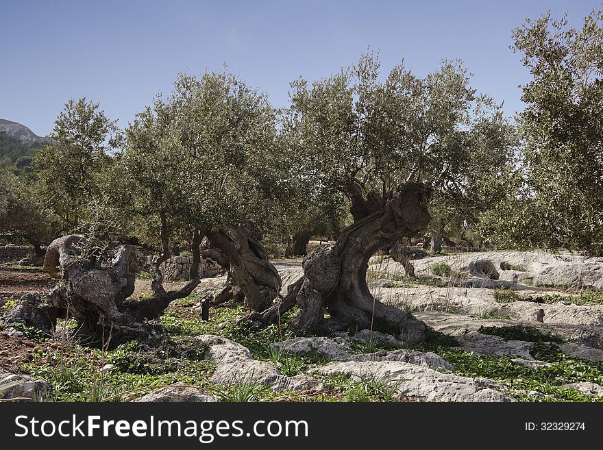 Olive trees on the mountains of Mallorca