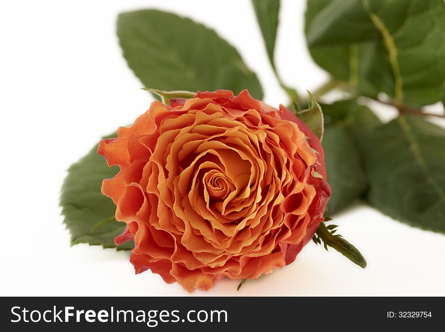 Closeup Orange Rose