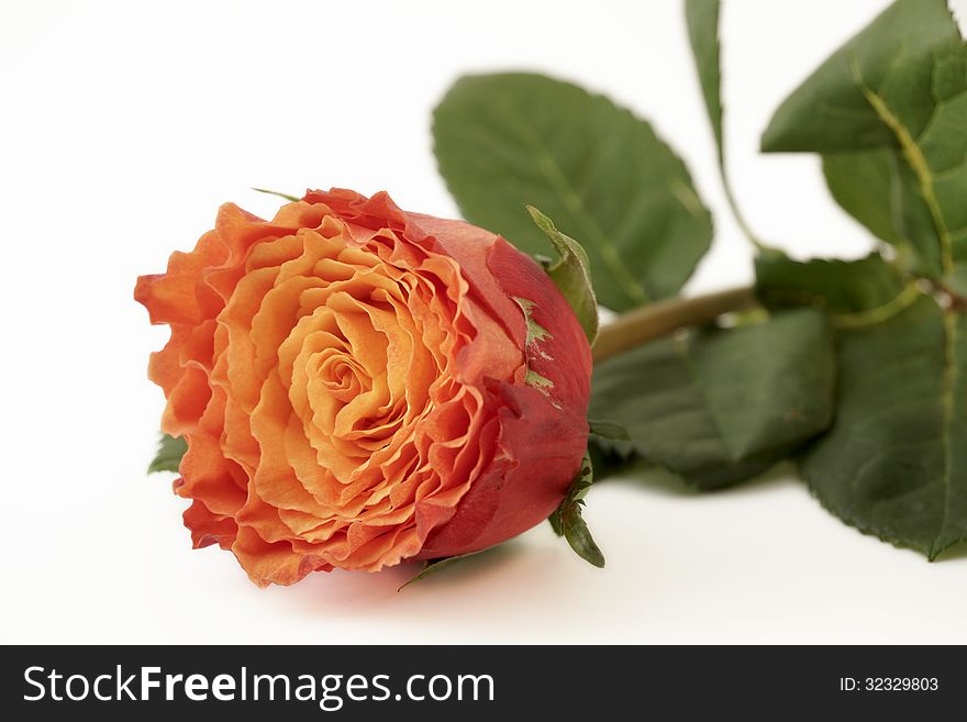 Closeup Orange Rose