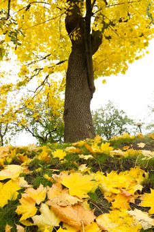 Autumn Maple Leaves Royalty Free Stock Photos