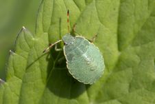 Nymph A Bug. Palomena Prasina &x28;young Bug Shchitnikov&x29;. Stock Photo Nymph A Bug. Palomena Prasina &x28;young Bug Shchitnikov&x29;. Stock Photo