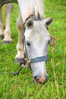 White Horse Eating Grass Stock Photography
