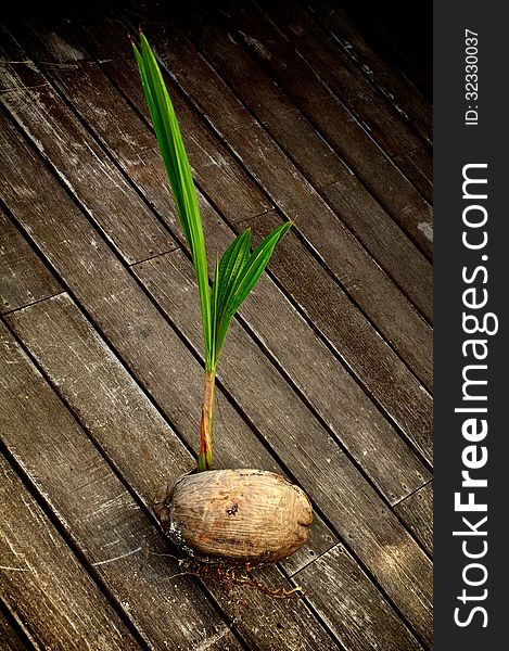 Fragile Green Plant Sprouting through Coconut on Wooden Stacks closeup. Fragile Green Plant Sprouting through Coconut on Wooden Stacks closeup