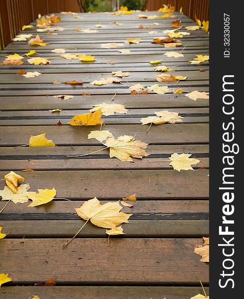 Autumn maple leaves on a bridge. Autumn maple leaves on a bridge