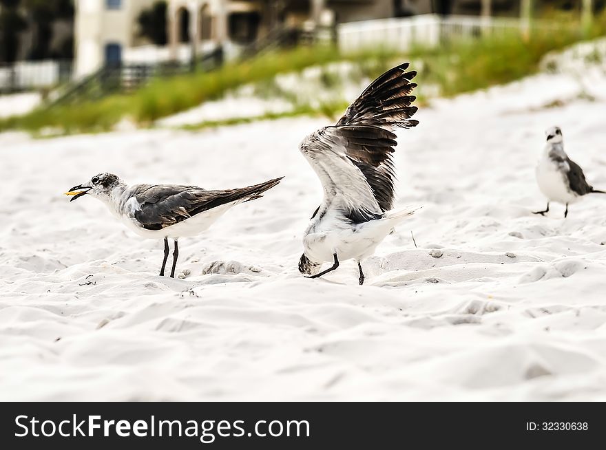 Seagulls on beach sand looking for food