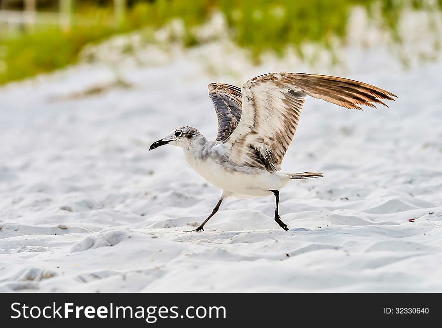 Seagulls on beach sand