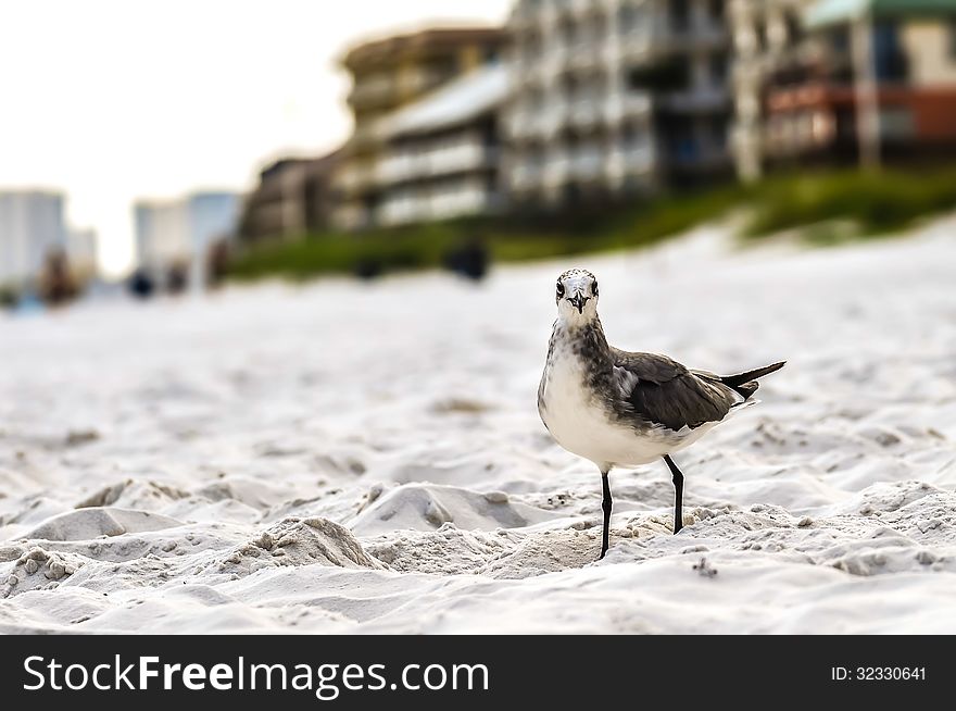 Seagulls on beach sand looking for food