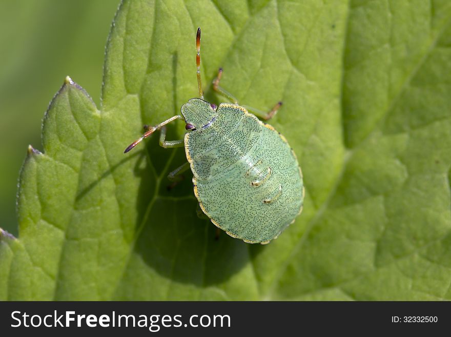 Nymph a bug. Palomena prasina &x28;young bug shchitnikov&x29;.