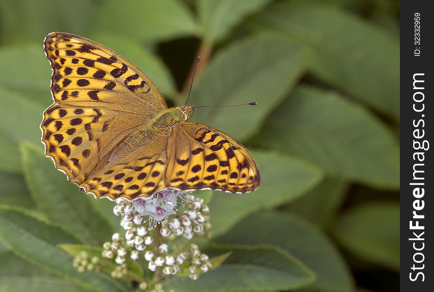 Butterfly Great Forest &x28;lat. Concern Argynnis Paphia&x29;.