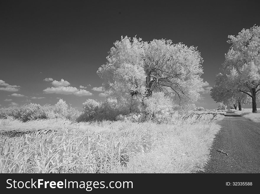Dirt street leading into rural landscape, seamed by trees. In the foregroumd reeds. All that seen in infrared light, which is rendering every part of plants which contains chlorophyll as white. Dirt street leading into rural landscape, seamed by trees. In the foregroumd reeds. All that seen in infrared light, which is rendering every part of plants which contains chlorophyll as white.