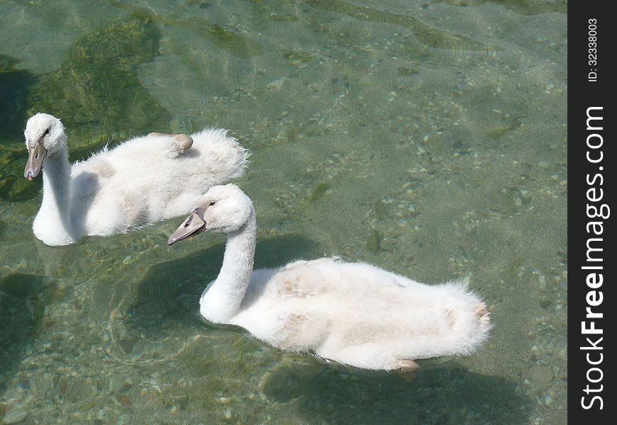 Baby Swans