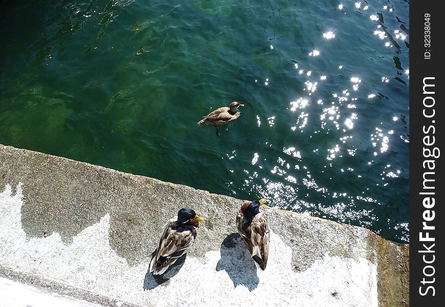 A Picture Of An Water Bird