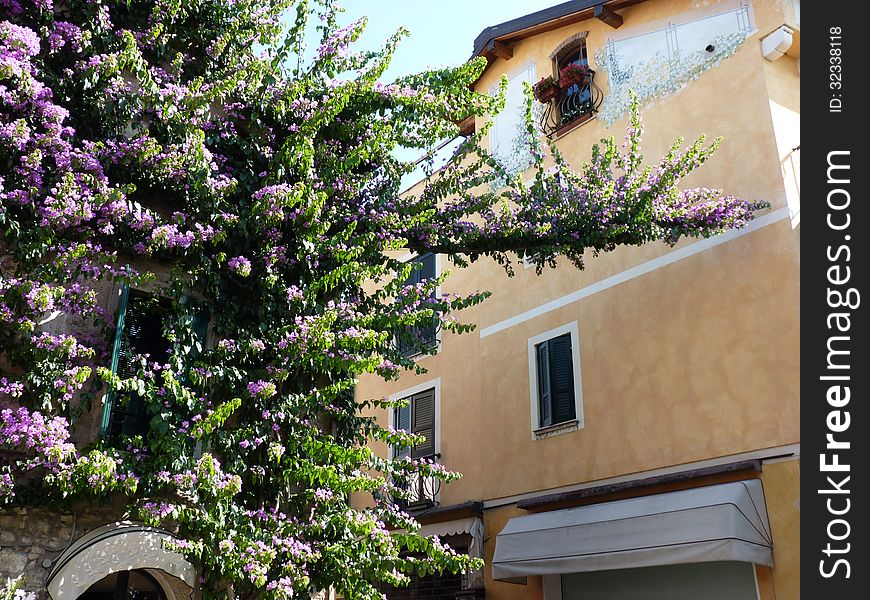 An Old Bougainvillea In Bloom