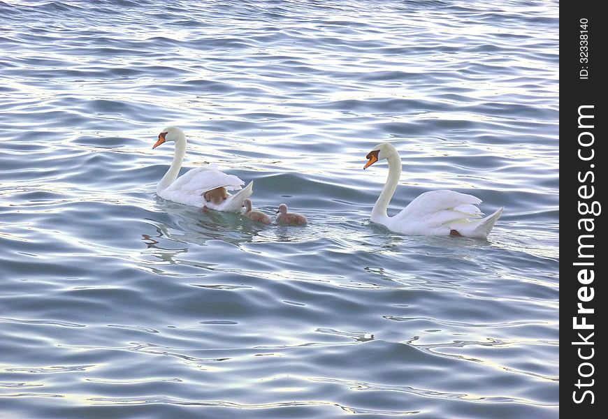 Swan Family