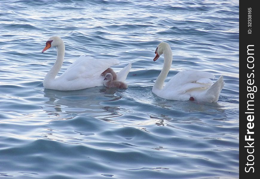 Swan Family Swiming In The Lake