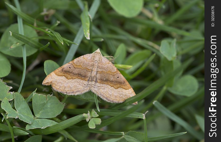 Butterfly Moth Ruled Brown &x28;Scotopteryx Chenopodiata&x29;.