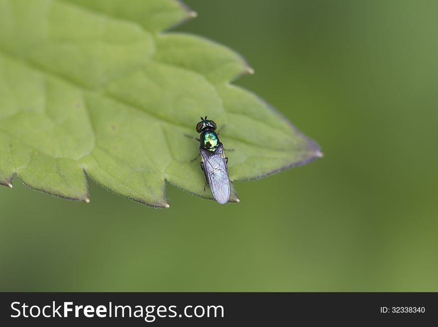 Fly Chloromyia formosa. Length of adult insect is 7-10 mm Abdomen females blue-green with violet shade, males - with copper-green Shine. Fly Chloromyia formosa. Length of adult insect is 7-10 mm Abdomen females blue-green with violet shade, males - with copper-green Shine.