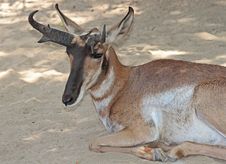 Antelope Royalty Free Stock Photography